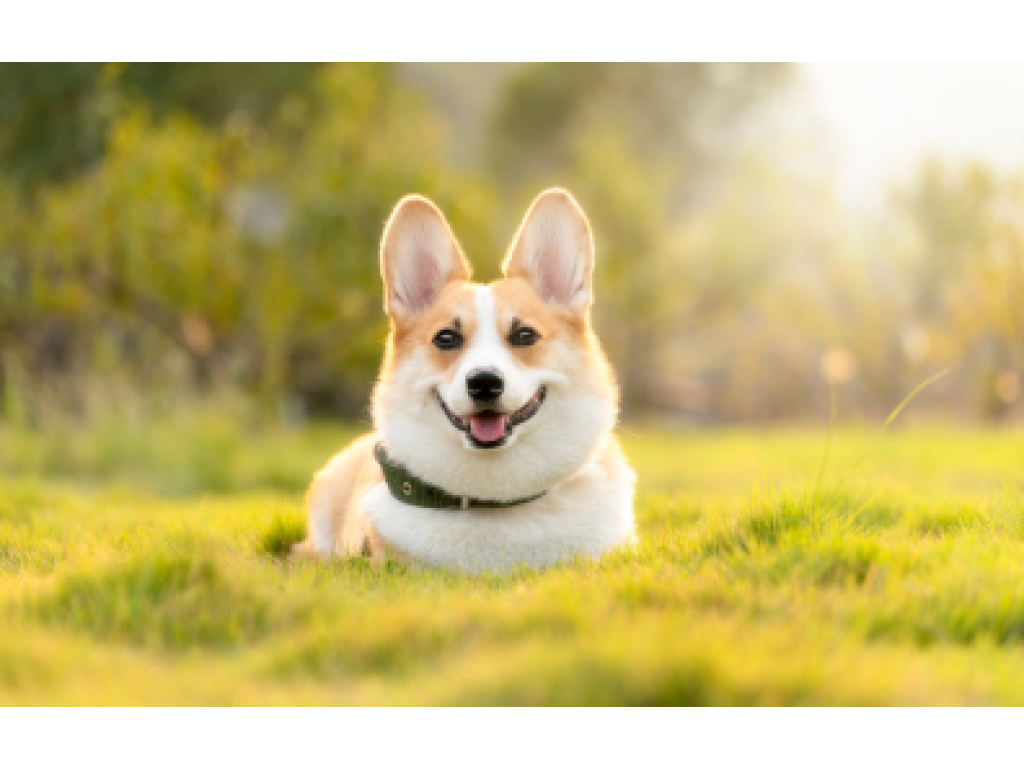 Poplatek ze psů (pro držitele do 65 let)