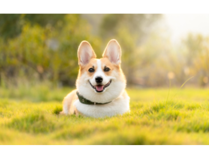 Poplatek ze psů (senioři)